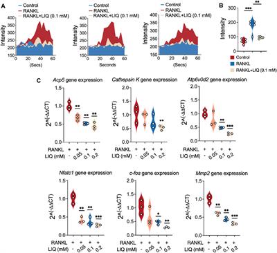 A novel Glycyrrhiza glabra extract liquiritin targeting NFATc1 activity and ROS levels to counteract ovariectomy-induced osteoporosis and bone loss in murine model